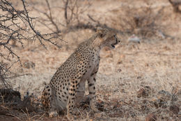 Image of Acinonyx Brookes 1828