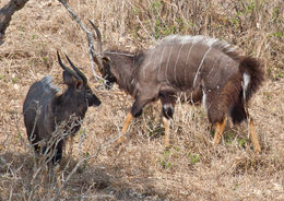 Image of Nyala