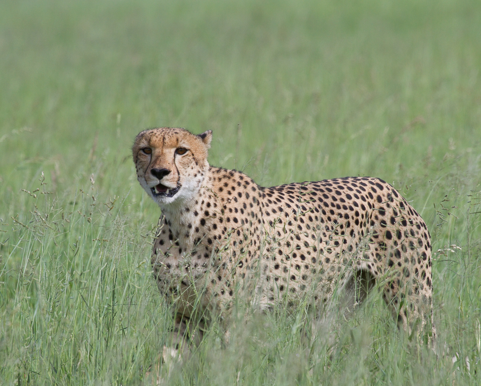 Image of Acinonyx Brookes 1828