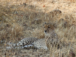 Image of Acinonyx Brookes 1828