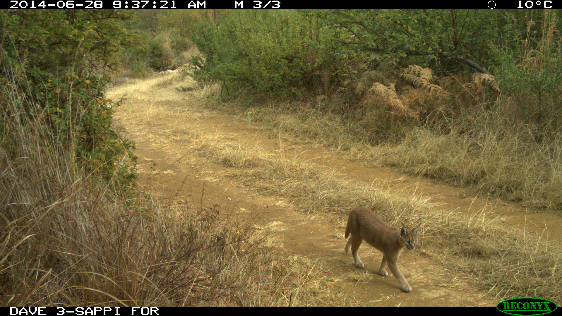 Image of Caracals