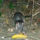 Image of Forest Giant Pouched Rat