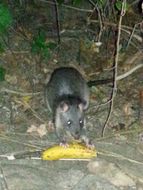 Image of Forest Giant Pouched Rat