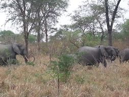 Image of African forest elephant