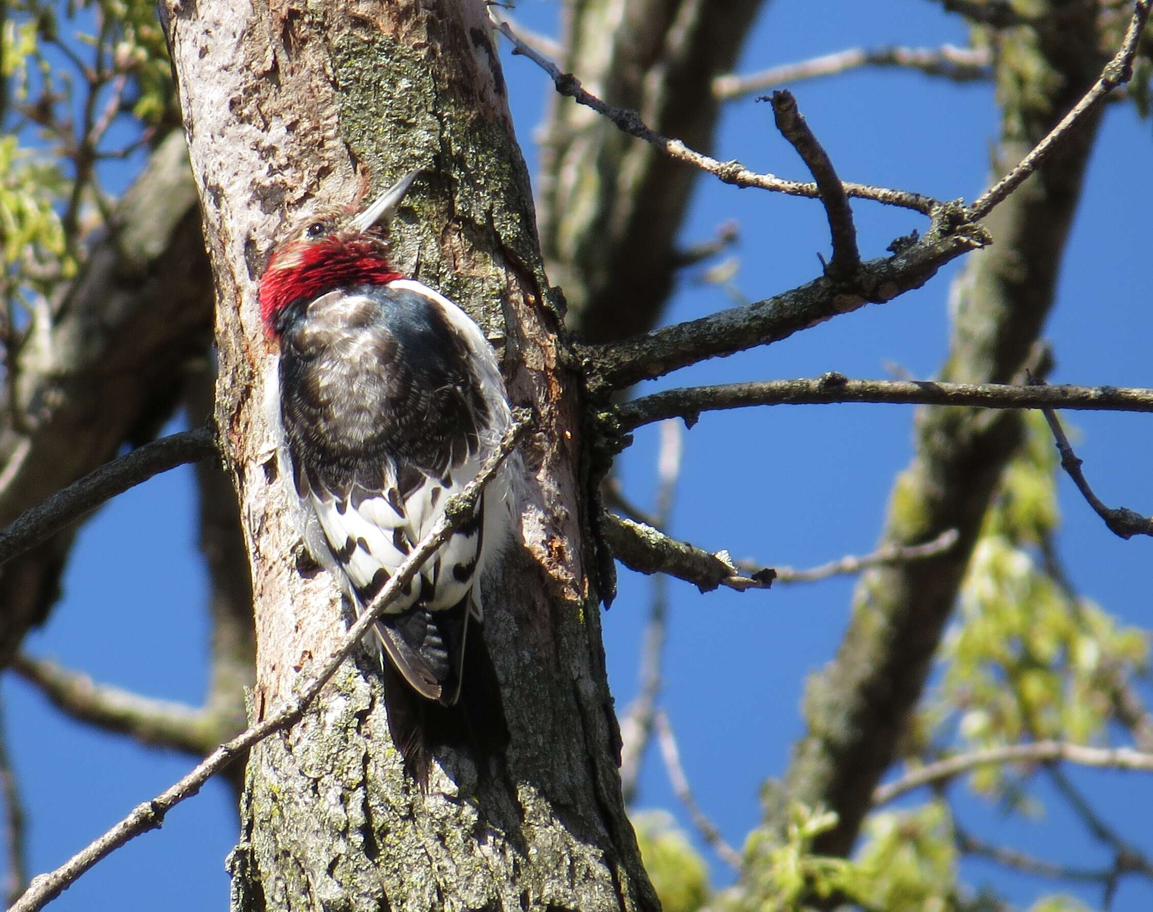 Image of Red-headed Woodpecker