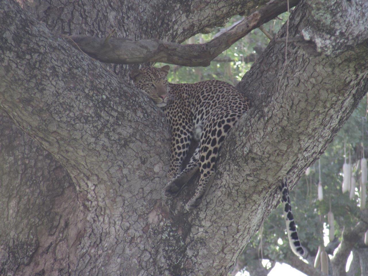 Image of Leopard