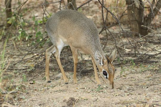 Image of Damara Dikdik