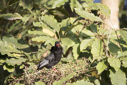 Image de Bulbul noir