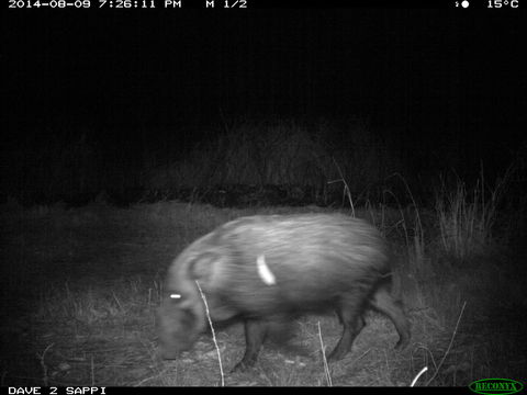 Image of Bush-pig