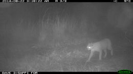 Image of Caracals