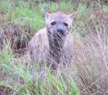 Image of Spotted Hyaenas