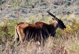 Image of Eland