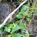 Image of Vlei Rats