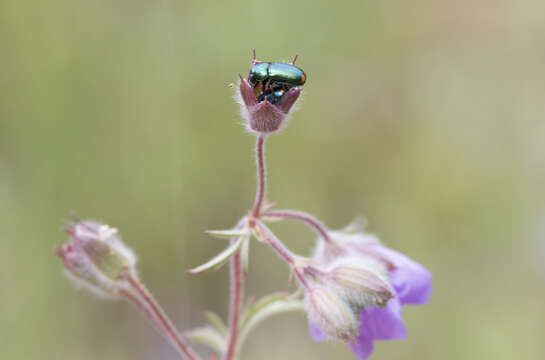 Imagem de Geranium tuberosum L.