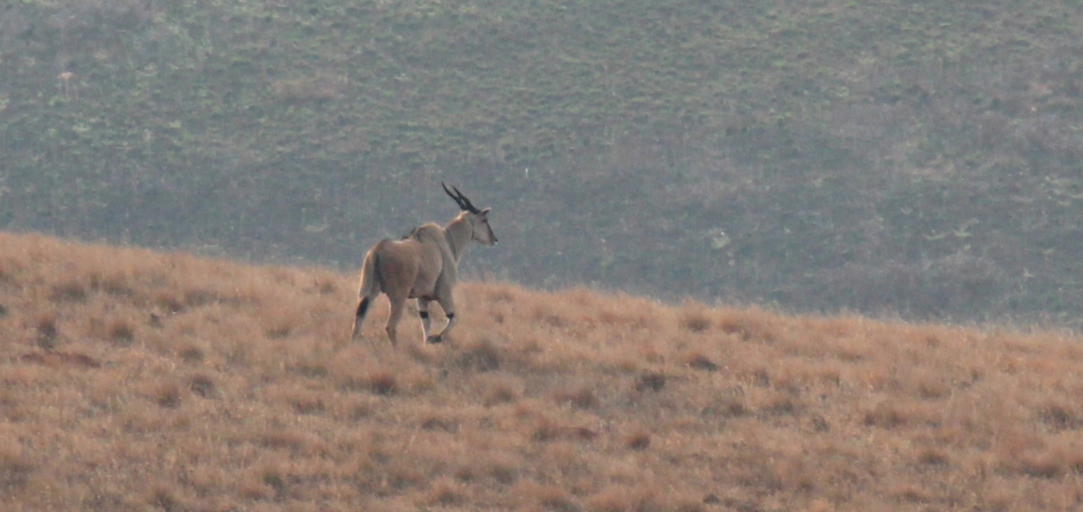 Image of Eland