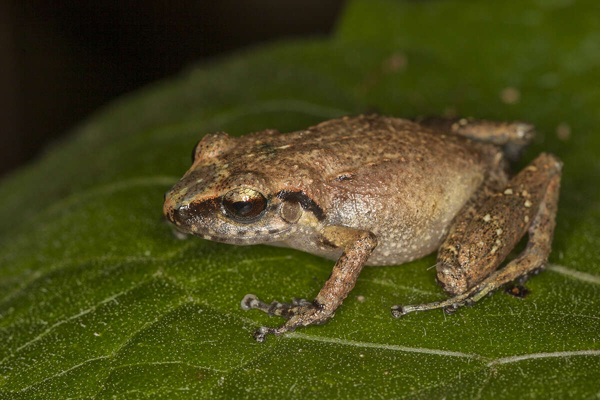 Imagem de Eleutherodactylus minutus Noble 1923