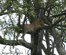 Image of Leopard