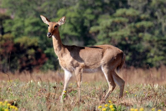 Image of Reedbuck