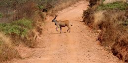 Image of Eland