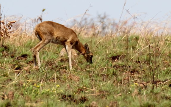 Image of Reedbuck