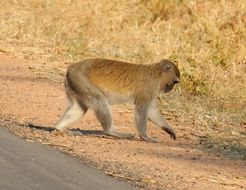 Image of Vervet Monkey