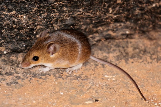 Image of Pygmy Mouse