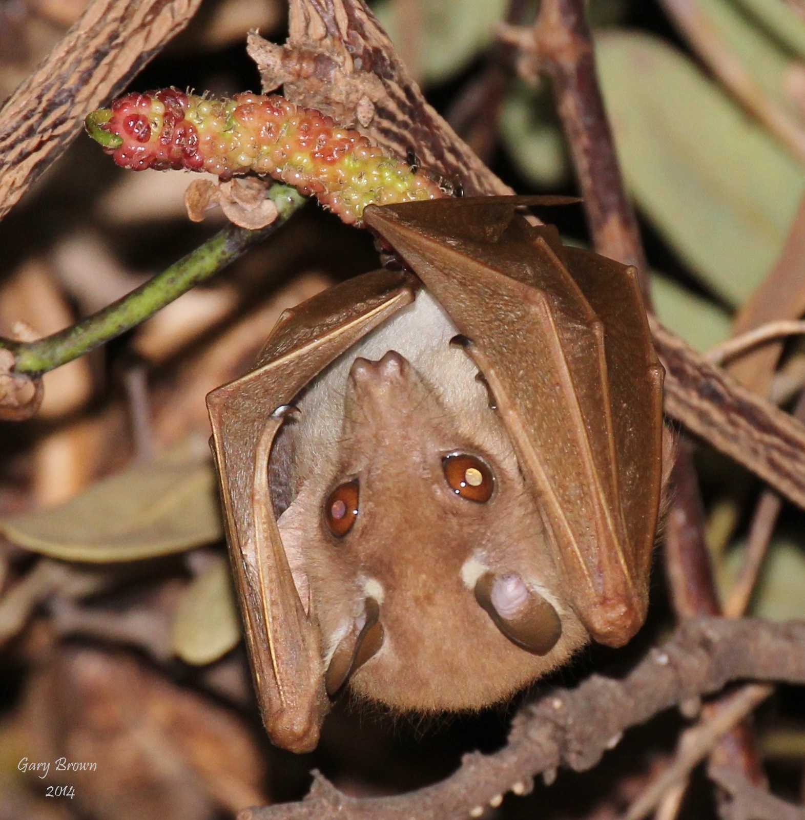 Image of Epauletted Fruit Bats