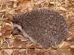 Image of Four-toed Hedgehog