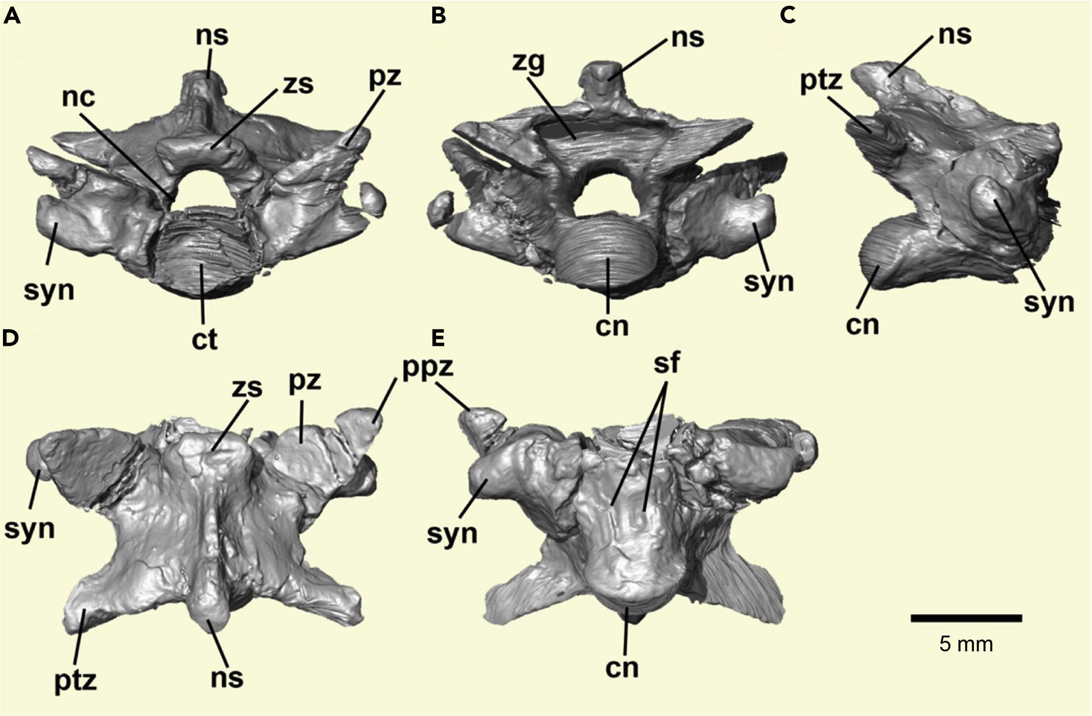 Image of Scolecophidia Cope 1864