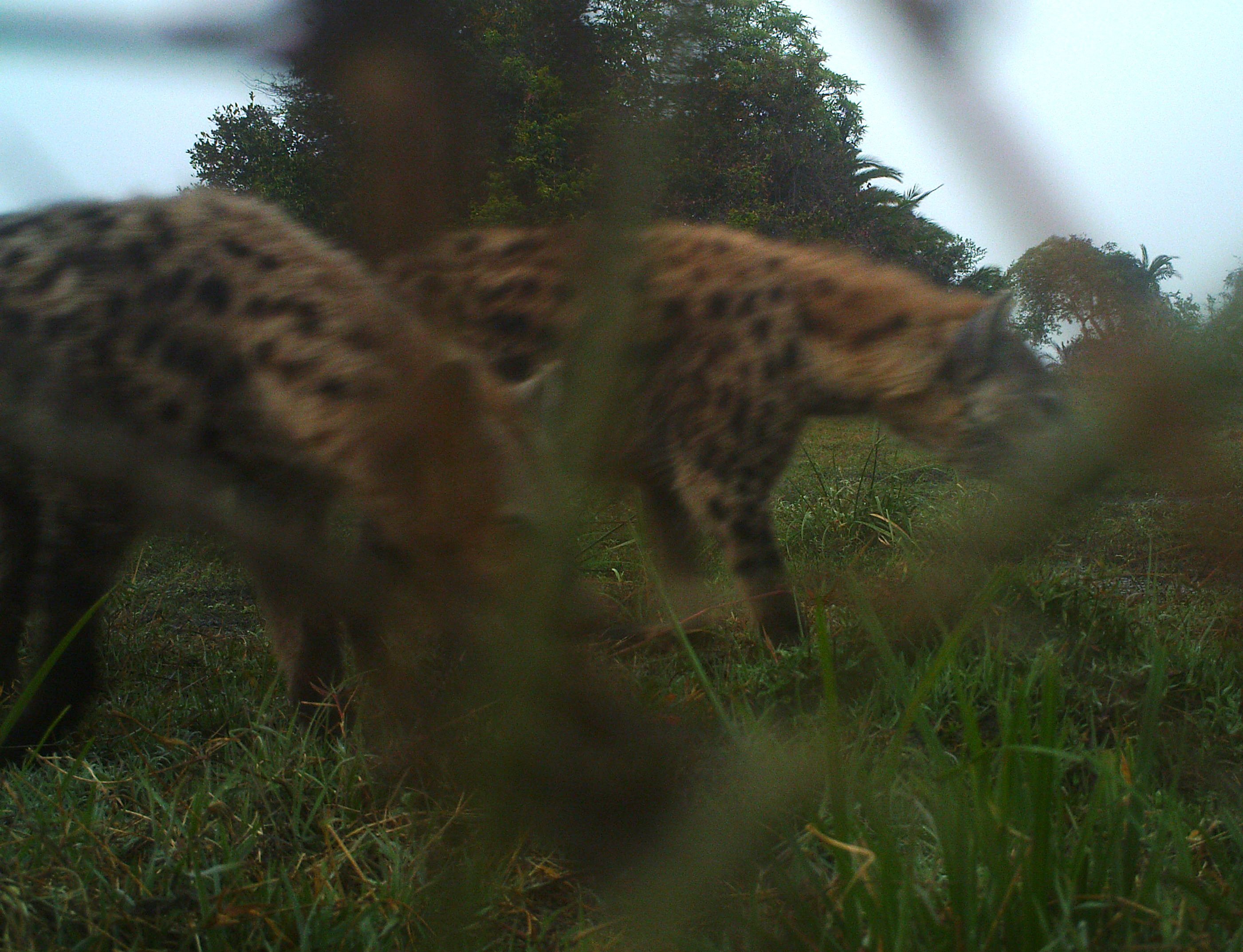 Image of Spotted Hyaenas