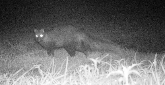 Image of White-tailed Mongoose