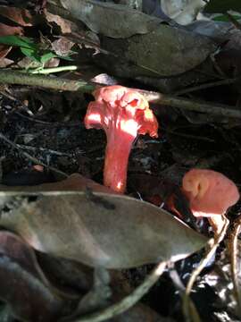 Image of Cantharellus coccolobae Buyck, P. A. Moreau & Courtec. 2016