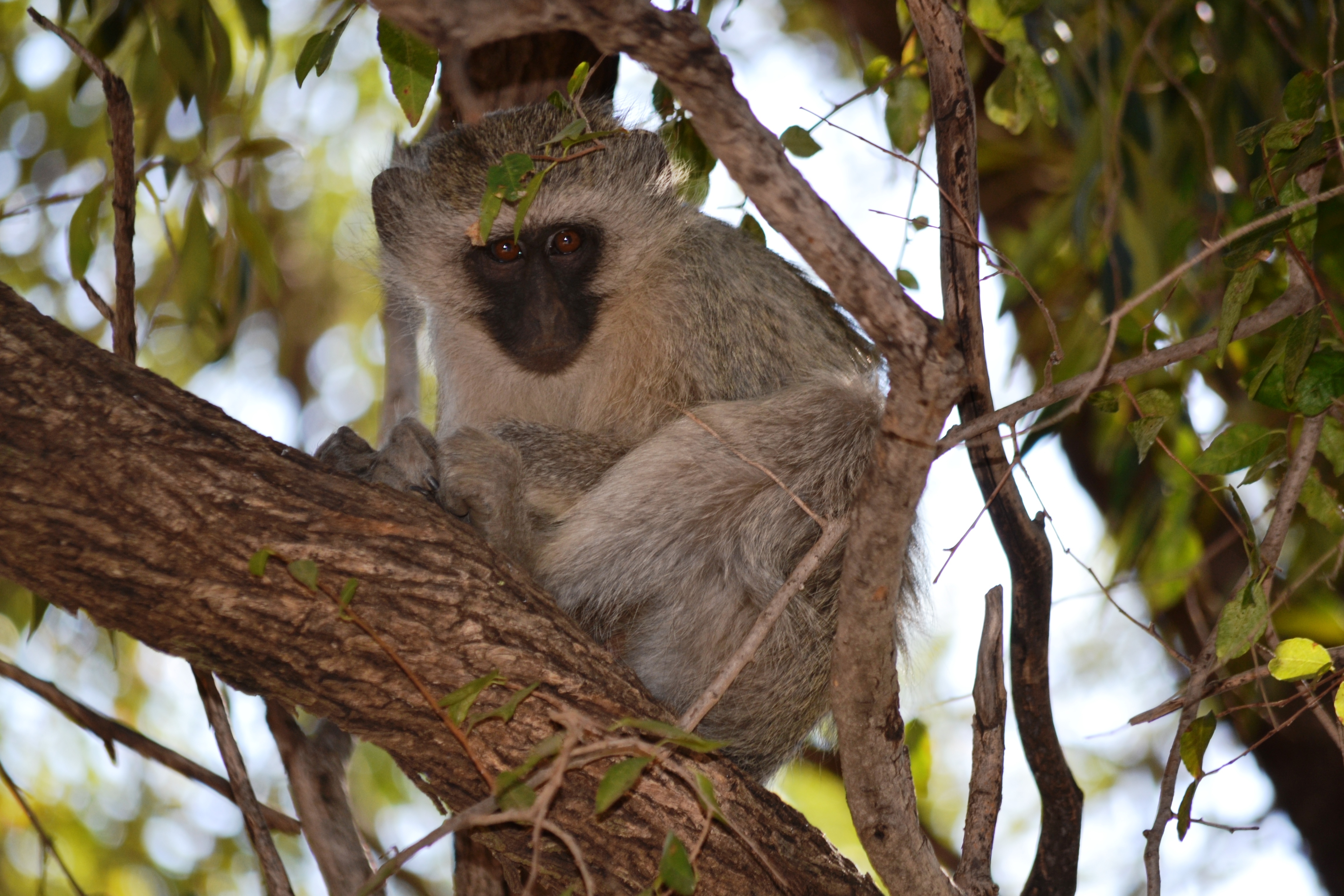 Image of Vervet Monkey