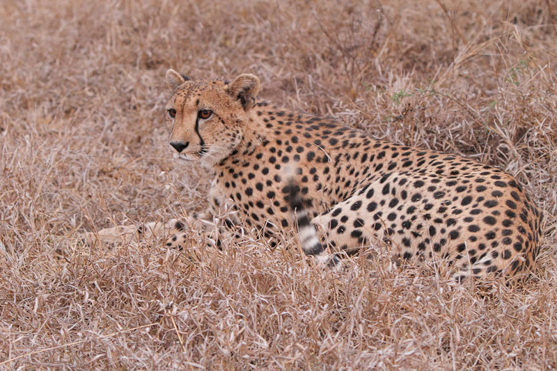 Image of Acinonyx Brookes 1828