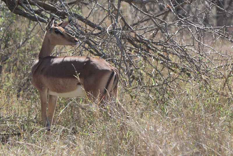 Image of Aepyceros Sundevall 1847