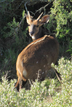 Image of Bushbuck