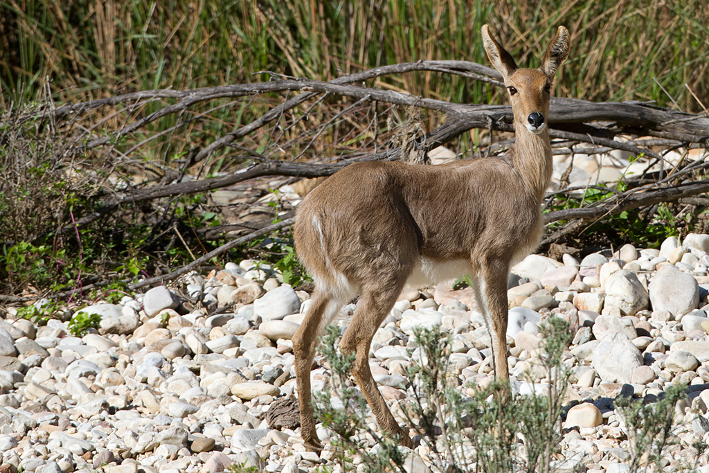 Image of Mountain Reedbuck