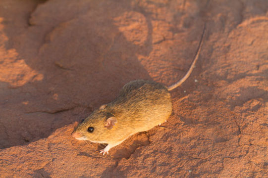 Image of Namaqua Rock Mouse -- Namaqua Micaelamys
