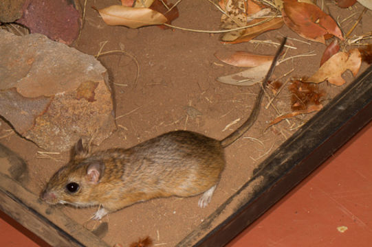 Image of Bushveld Gerbil