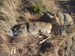 Image of Mountain Reedbuck