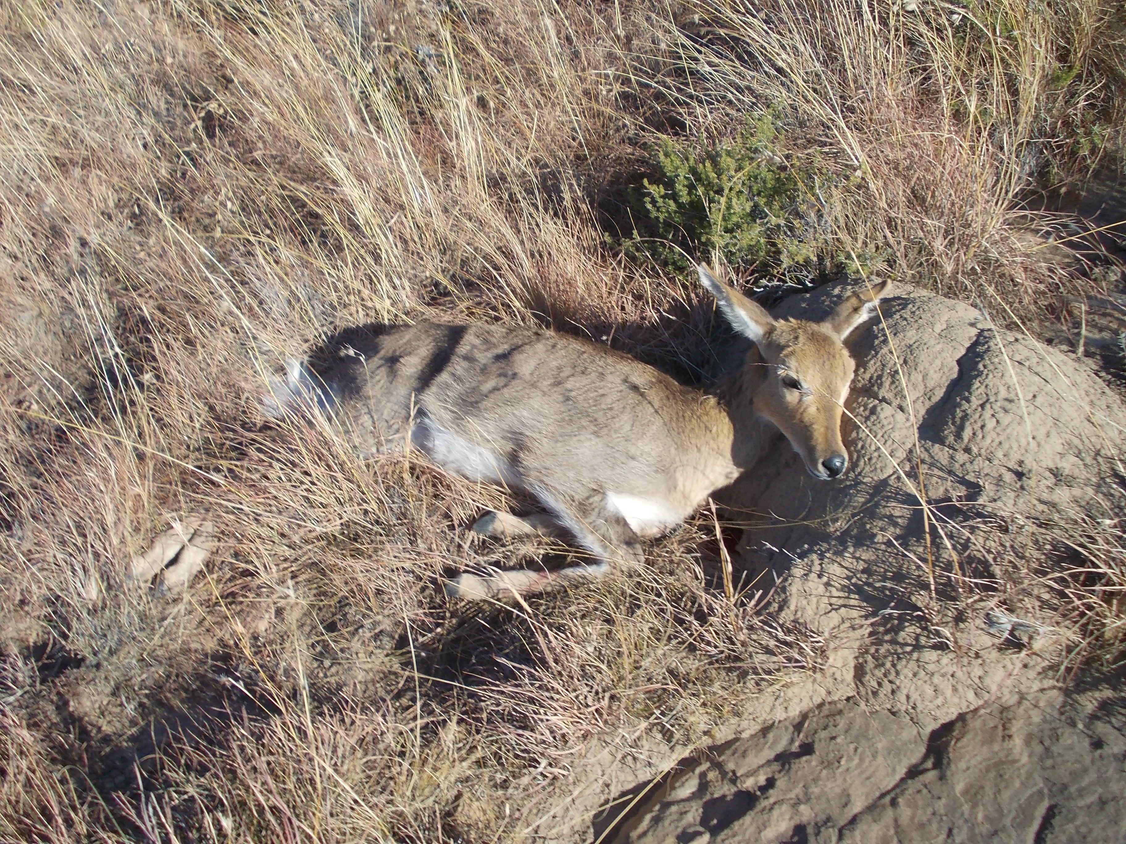 Image of Mountain Reedbuck