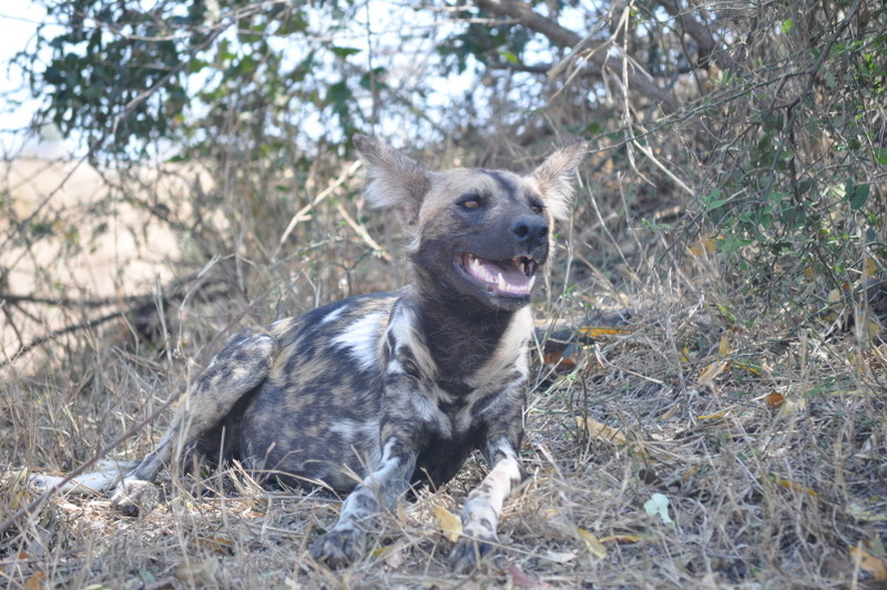 Image of African Hunting Dog