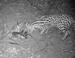 Leptailurus Severtzov 1858 resmi