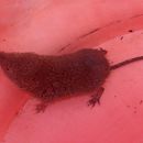 Image of Mouse Shrews