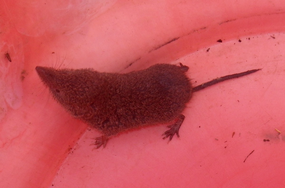 Image of Mouse Shrews