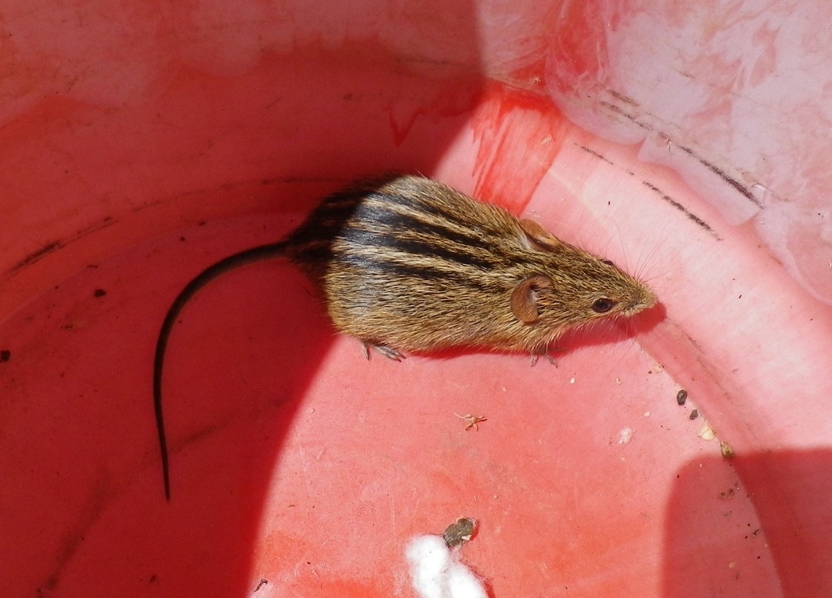 Image of Four-striped Grass Mouse