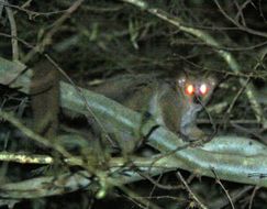 Image of Greater galago