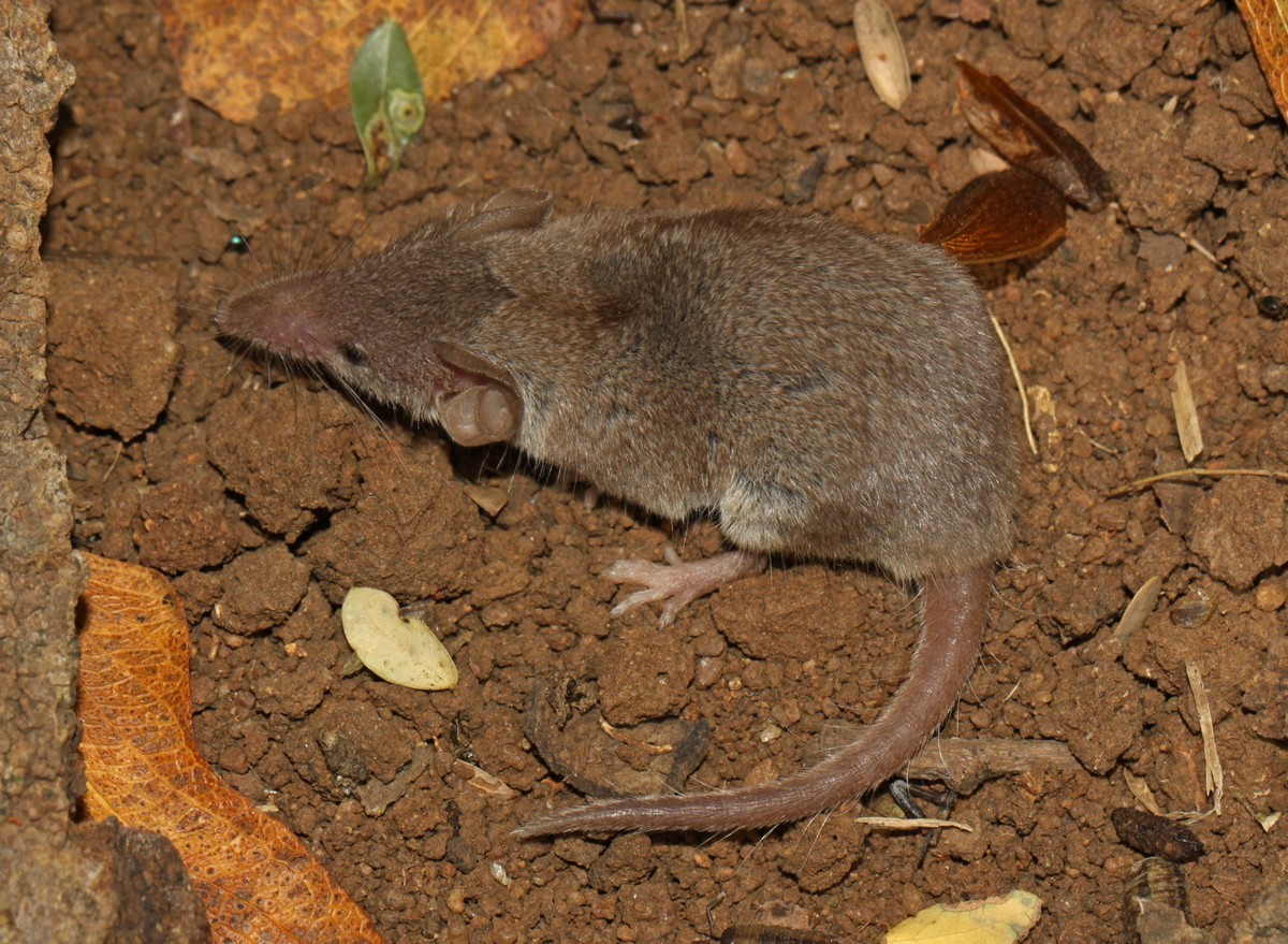 Image de Crocidura cyanea (Duvernoy 1838)