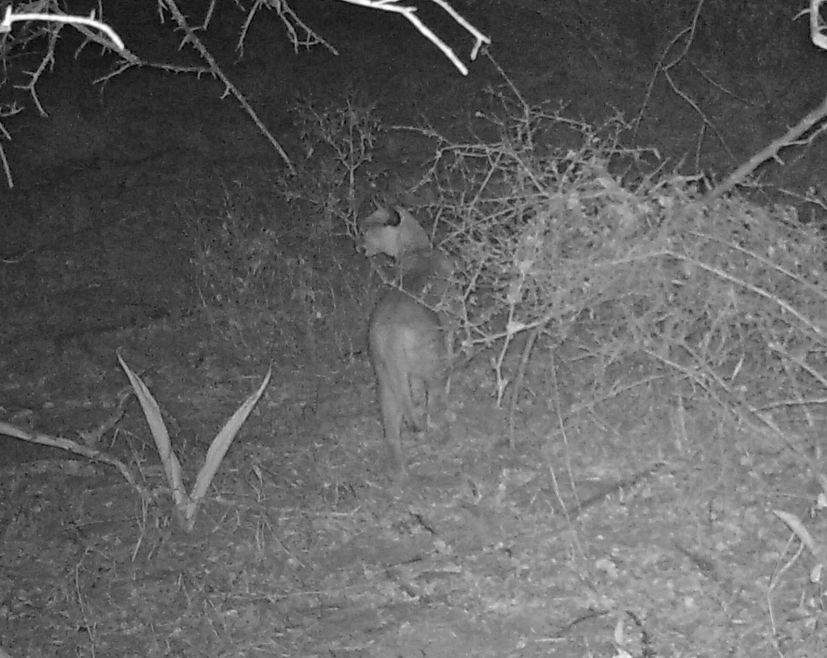 Image of Caracals