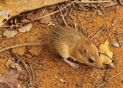 Image of Bushveld Gerbil